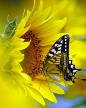 butterfly